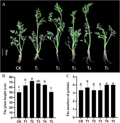 Integrated morphological, metabolome, and transcriptome analyses revealed the mechanism of exogenous gibberellin promoting petiole elongation in Oenanthe javanica